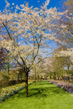 Güneşli bir gün parkta. Güzel manzara