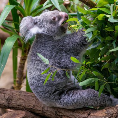 Koala okaliptüs ağacının dalını üzerinde