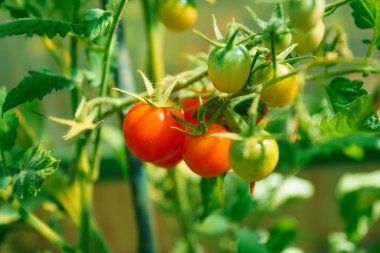 Olgun domates bir şube büyüyor