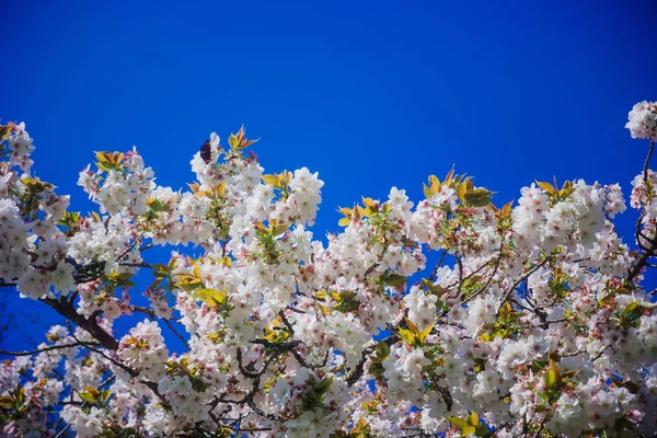 Pięknej Wiśni Wiosną — Zdjęcie stockowe