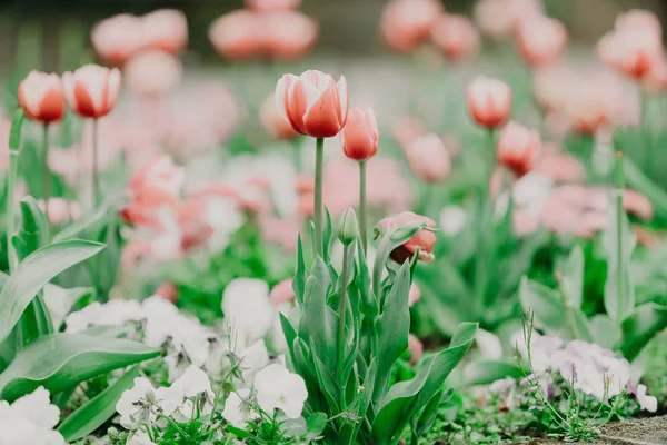 Bellissimi Tulipani Colorati Nel Parco Primaverile — Foto Stock