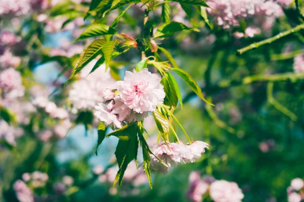 満開の桜 — ストック写真