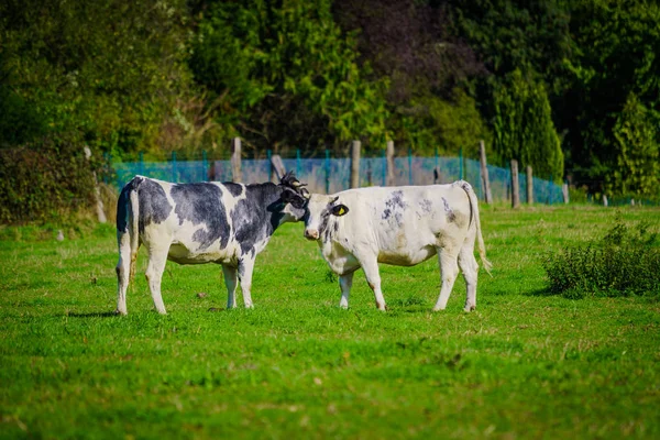 Αγελάδες Μια Χορτώδους Πεδίο — Φωτογραφία Αρχείου