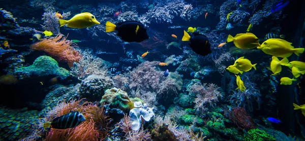 Bir Mercan Kayalığı Tropikal Balık — Stok fotoğraf
