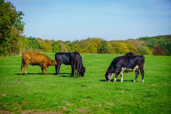 Kühe Auf Einer Wiese — Stockfoto