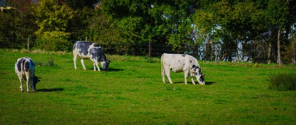 Vacas Campo Verde — Fotografia de Stock