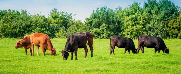 Коровы Зеленом Поле — стоковое фото