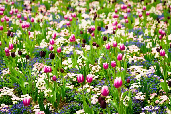 Colorful Tulips Flower Garden — Stock Photo, Image