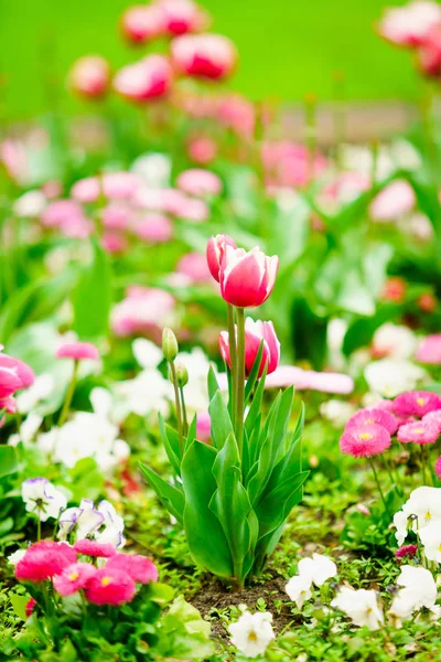 Beautiful Blooming Tulip Flowers Background — Stock Photo, Image