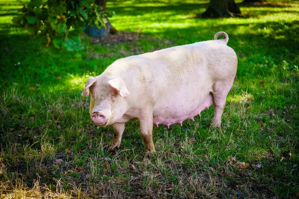 Świnia Stojąc Trawniku Zdrowe Świnia Łące — Zdjęcie stockowe