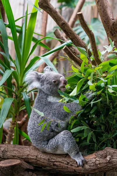 Oso Koala Bosque —  Fotos de Stock