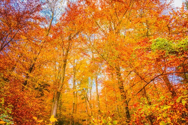 Όμορφο Πορτοκαλί Και Κόκκινο Φθινόπωρο Δάσος — Φωτογραφία Αρχείου