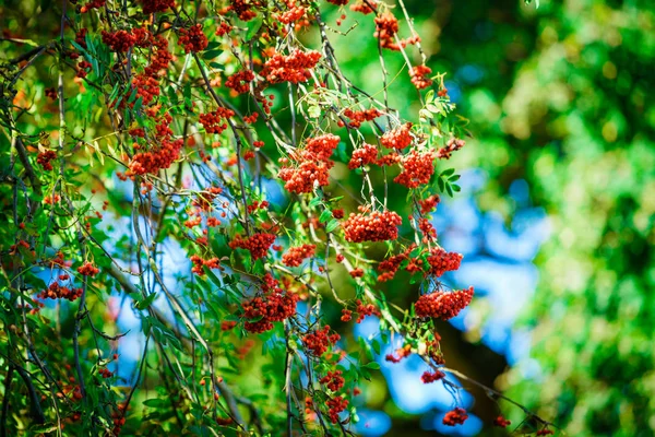 Rowan Branch Bunch Red Ripe Berries — Stock Photo, Image