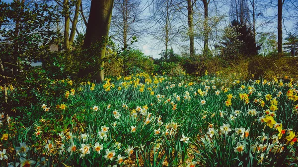 Panoramic View White Spring Narcissus Flowers — Stock Photo, Image