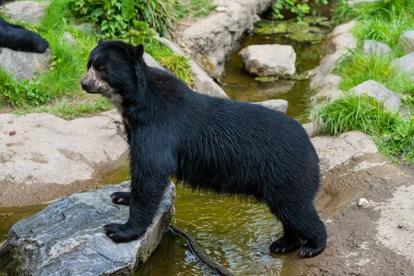 Черный Медведь Урсус — стоковое фото