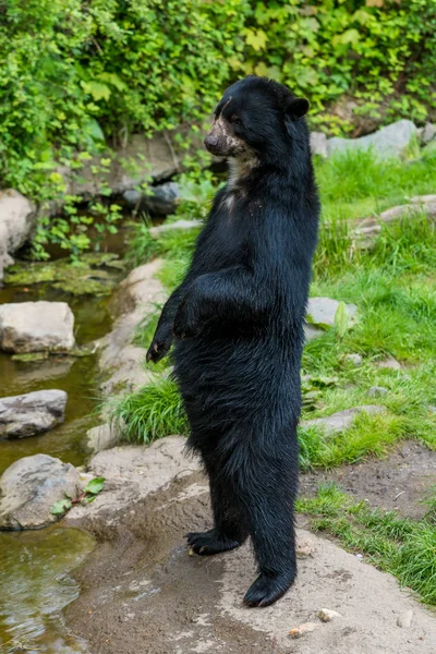 Oso Negro Ursus Americanos — Foto de Stock