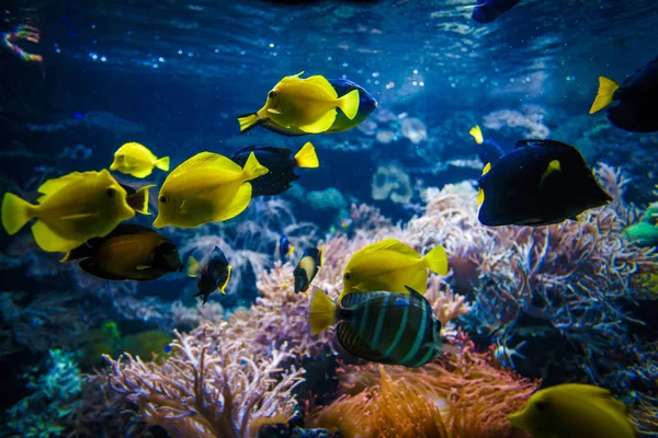 Underwater Coral Reef Landscape Colorful Fish — Stock Photo, Image