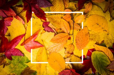 sonbahar yaprakları arka plan. Sonbahar arka plan. resim çerçevesi ile kompozisyon