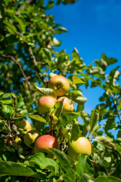 Des Pommes Poussent Sur Une Branche Parmi Feuillage Vert Contre — Photo