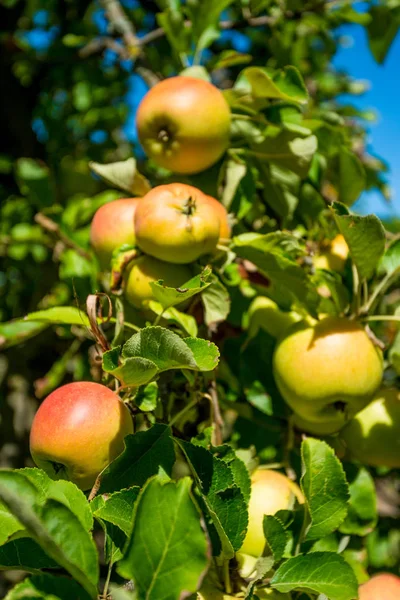 Des Pommes Poussent Sur Une Branche Parmi Feuillage Vert Contre — Photo