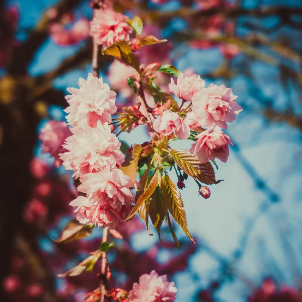 Cereja Bonita Tempo Primavera — Fotografia de Stock