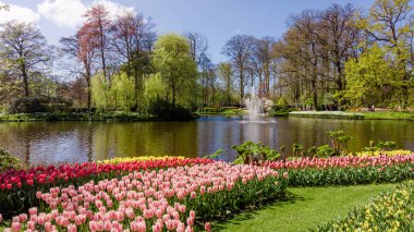 Keukenhof, Lisse, Hollanda - 18 Nisan 2016: Keukenhof Park Amsterdam, Hollanda. Keukenhof 'da bahar çiçeği