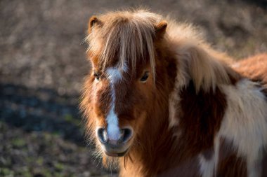Küçük tüylü midilli otlatma