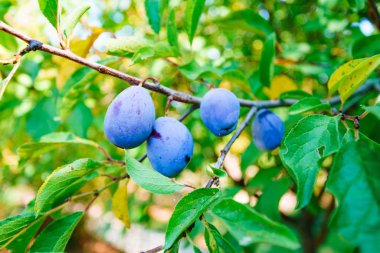 erik ağacı dalında meyve bahçesi
