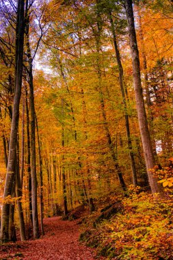 Güzel turuncu ve kızıl sonbahar ormanı