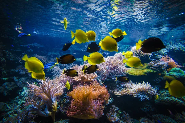 Tropiska Fiskar Ett Korallrev — Stockfoto