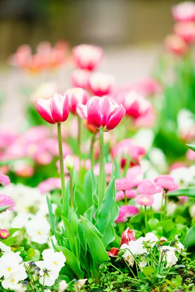 Çiçek Bahçesinde Renkli Lale — Stok fotoğraf