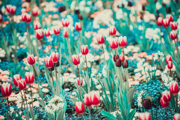 Belles Fleurs Tulipes Fleurs Pour Fond — Photo