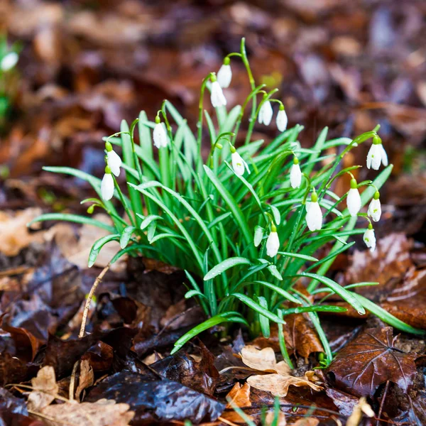 Group Snowdrop Flowers Growing Snow — Stock Photo, Image