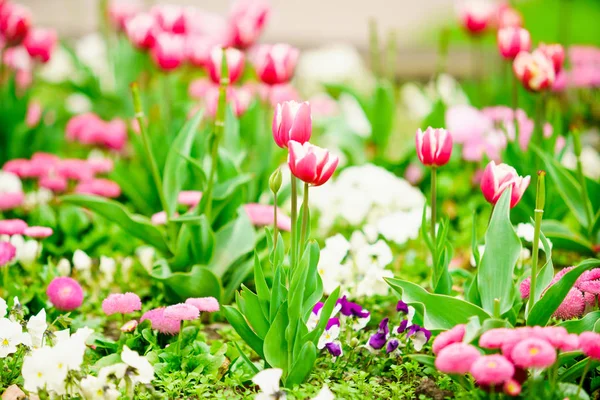 Beautiful Blooming Tulip Flowers Background — Stock Photo, Image