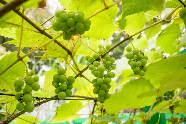 Druiven Boom Wijngaard Aan Zonlicht — Stockfoto