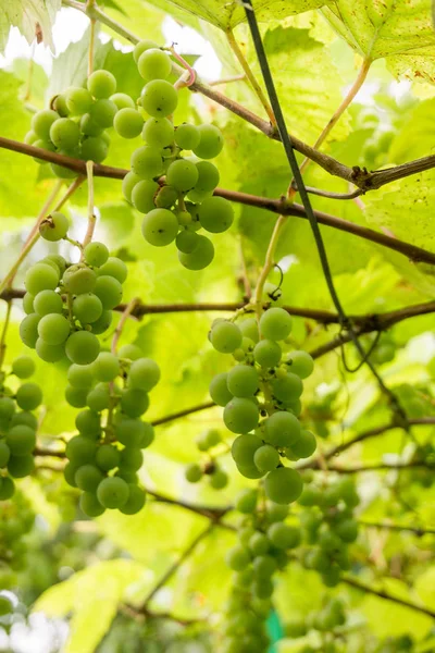 Uvas Árbol Viñedo Luz Del Sol — Foto de Stock