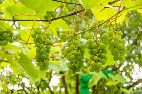 Groene Druiven Zomer Wijnstok — Stockfoto