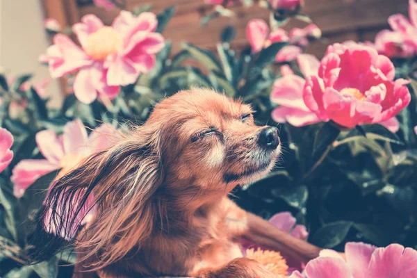 Счастливая Собака Солнце — стоковое фото