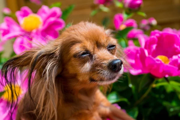 Cão Feliz Sol — Fotografia de Stock