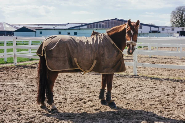 Horse Blanket — Stock Photo, Image