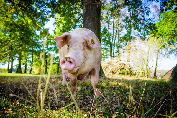 Pig Eats Grass Meadow — Stock Photo, Image