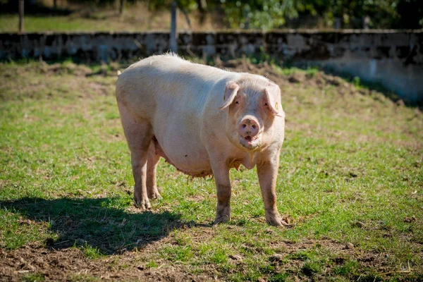 Maiali Nella Fattoria Suinetti — Foto Stock