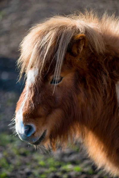 Retrato Pony —  Fotos de Stock