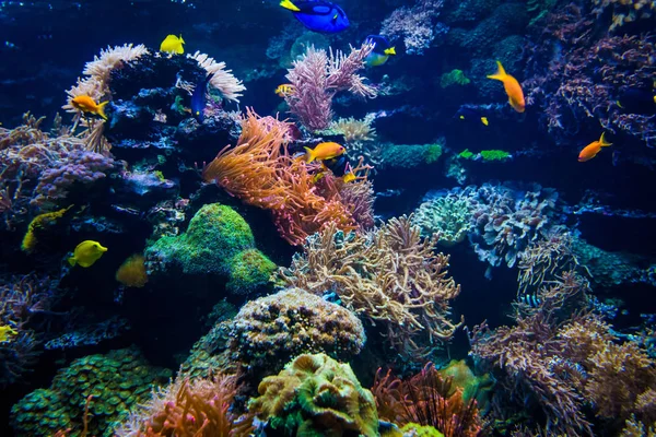 水族館 水中での生活風景 — ストック写真