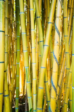 Bambu ormanı. Doğal arka plan