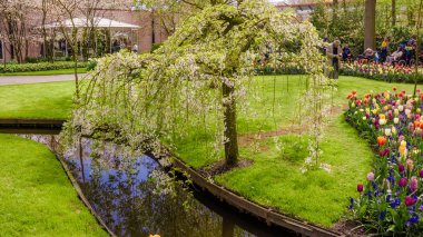 Renkli bahar resmi Bahçe