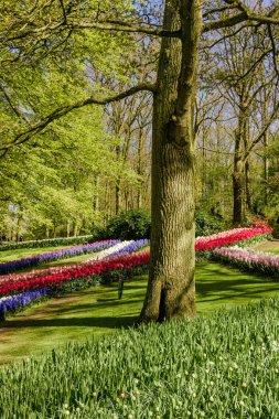 Renkli bahar resmi Bahçe