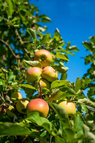 Pommes pousse sur une branche parmi le feuillage vert contre un bleu — Photo