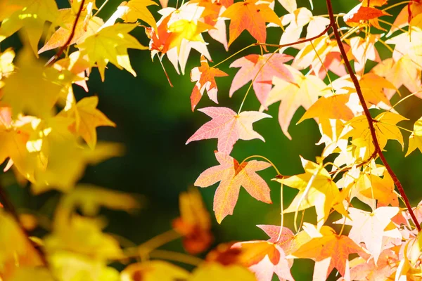 Stagione di belle foglie d'autunno — Foto Stock