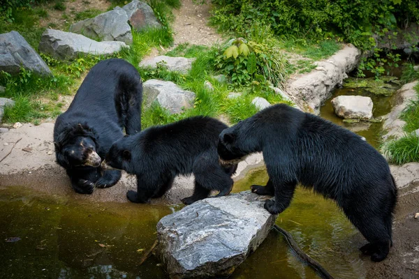 Una familia de osos. Oso negro salvaje —  Fotos de Stock